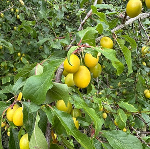 Cherry plum (Prunus cerasifera)