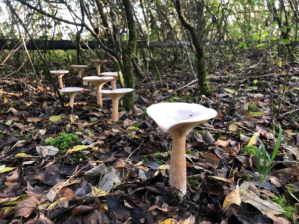 Trooping funnel can be found in areas with leaf litter, including hedgerows