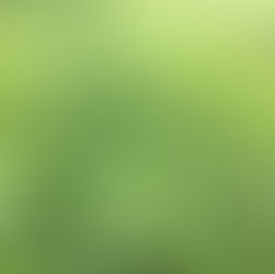 Hemlock water dropwort - Oenanthe crocata