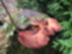 Beefsteak fungus (Fistulina hepatica) growing on a log