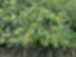 Habitat of cherry plum (Prunus cerasifera)