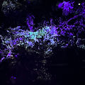 UV lichen.jpg