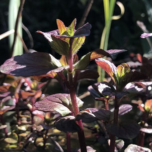 Water mint - Mentha aquatica