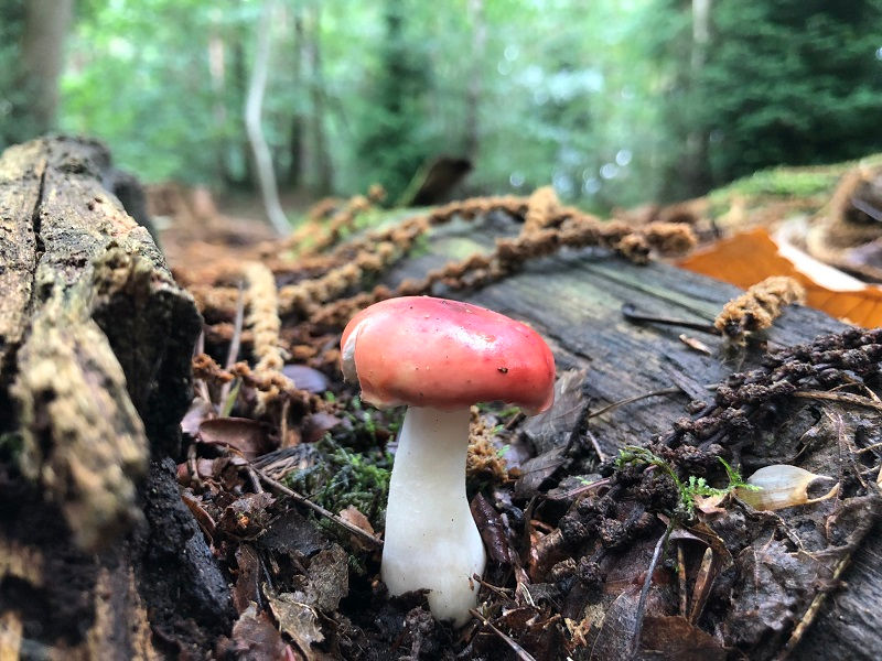 Russula silvestris fruit body in leaves