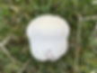 A Meadow puffball (Lycoperdon pratense) fruitbody in grass