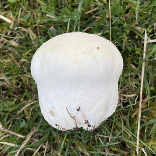 Meadow puffball (Lycoperdon pratense)