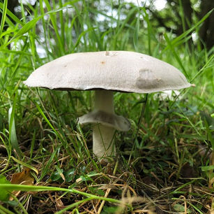 Horse mushroom (Agaricus arvensis)