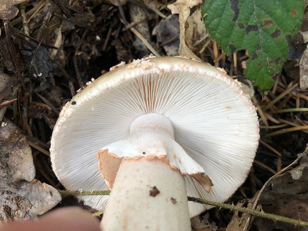 The gills of blusher (Amanita rubescens)