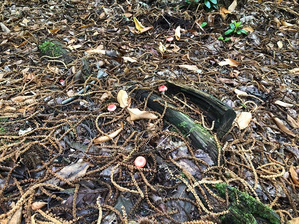 Russula silvestris fruit bodies growing in leaf litter