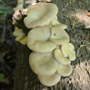 Pale oyster - Pleurotus pulmonarius