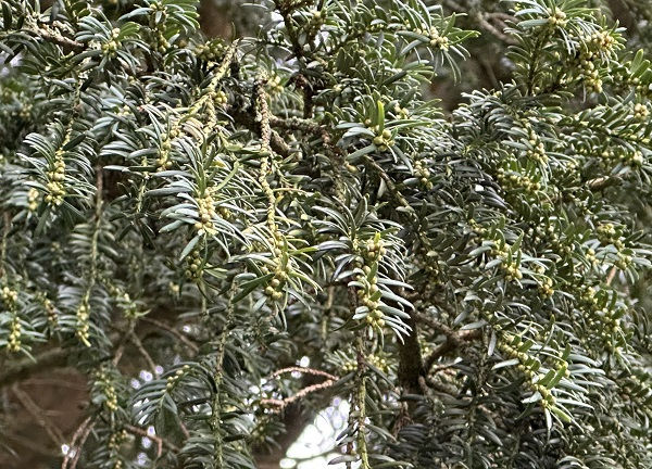 Young female flowers of English yew (Taxus baccata)