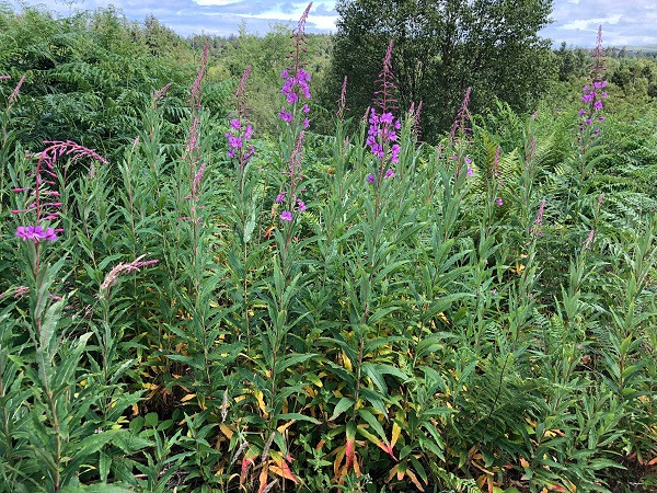 Rosebay Willowherb (Chamaenerion angustifolium) plant structure