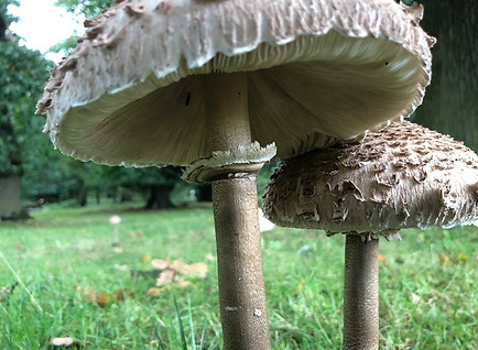 Parasol on Warwicshire Foragng Course