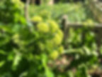 The yellow flower umbel of the Alexanders (Smyrnium olusatrum) plant