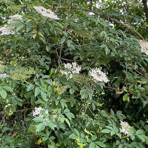 Elder - Sambucus nigra