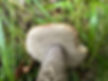 The pores of orange birch bolete (Leccinum versipelle)