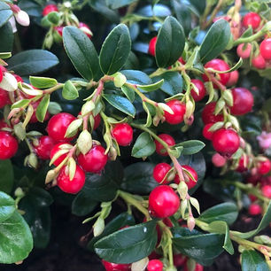 Five of the best: festive foraged fruits and spices