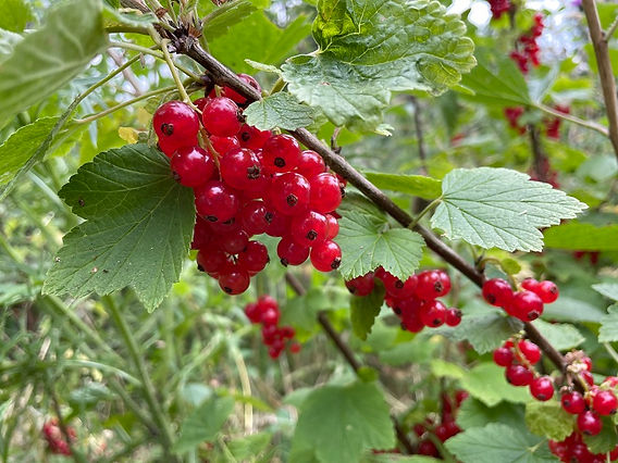 Redcurrant (Ribes rubrum) identification