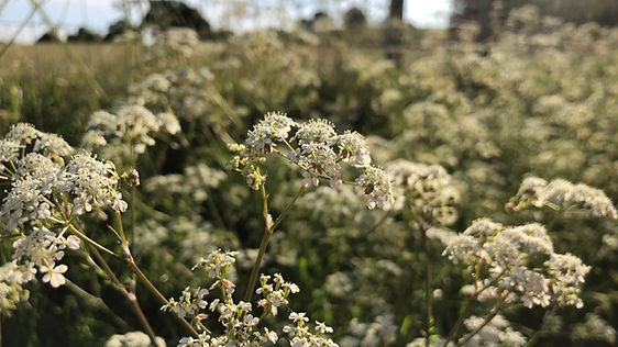 Cow Parsley strip