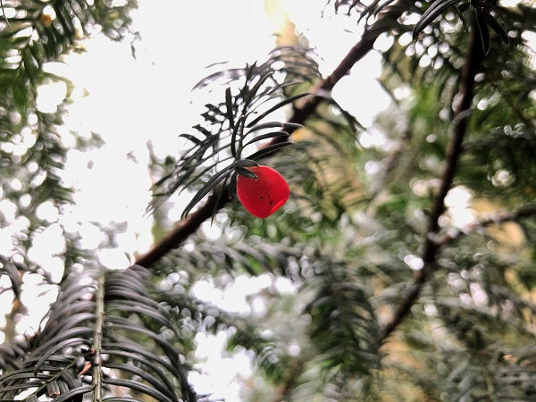 Fruits of English yew (Taxus baccata)