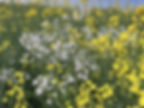A patch of wild radish (Raphanus raphanistrum) growing among oil seed rape