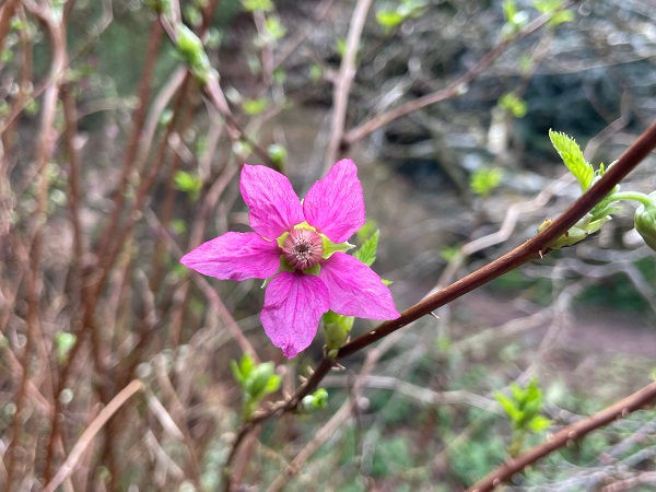 Flowers of salmonberry (rubus spectabilis)