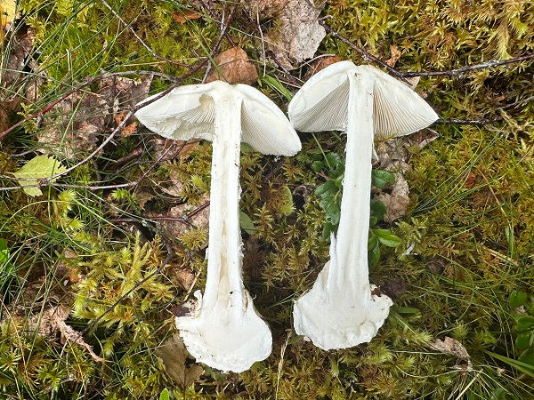 The flesh of Destroying angel (Amanita virosa)