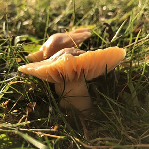 Meadow waxcap (Cuphophyllus pratensis)
