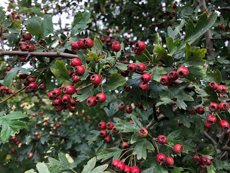 Sunlight shining through the branches of an Hawthorn (Crataegus monogyna)