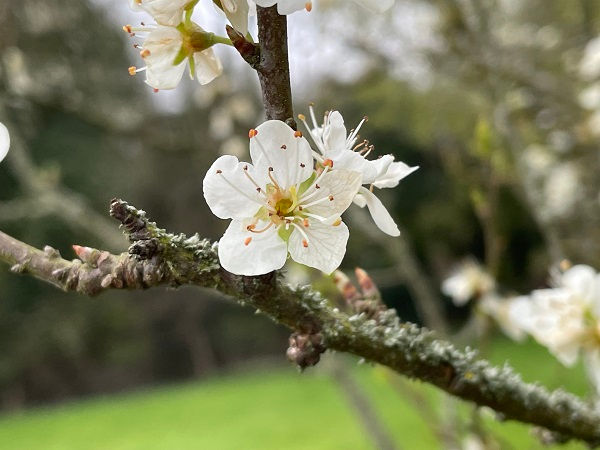 Flower of damson (Prunus domestic spp. insititia)