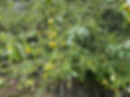 Fruits of Cherry plum (Prunus cerasifera) on a branch