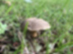 Red cracking bolete (Xerocomus chrysenteron) growing in grass
