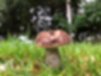 Brown birch bolete (Leccinum scabrum) growing in grass