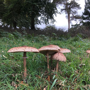 Parasol (Macrolepiota procera)