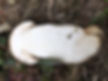 The flesh of brown birch bolete (Leccinum scabrum)