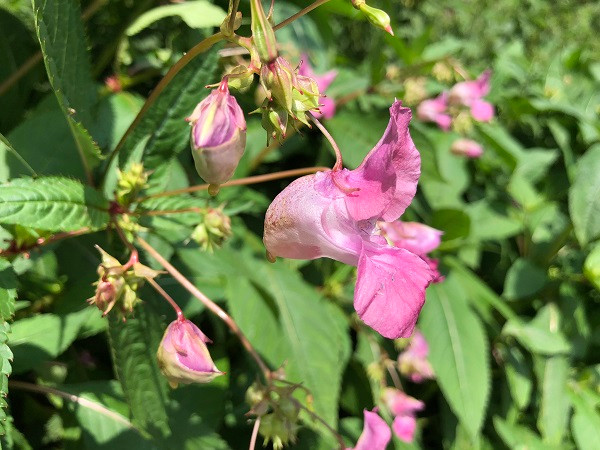 Himalayan Balsam flower