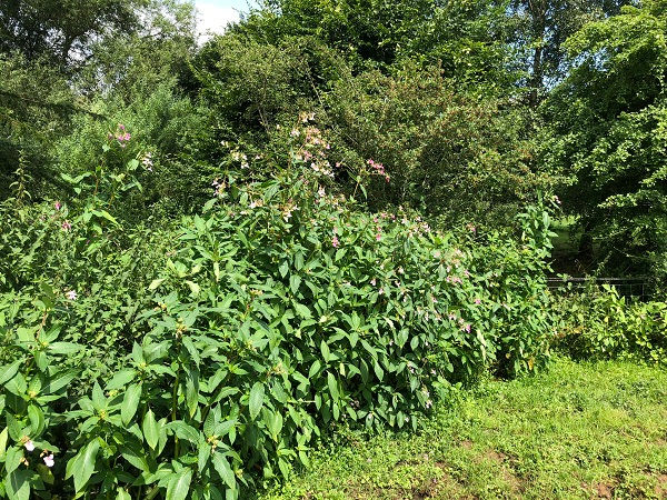 Himalayan balsam (Impatiens glandulifera) growing along a stream age