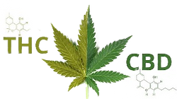 greenrushdaily-CBD-vs-THC_edited_edited.