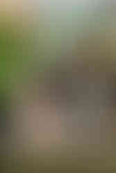 chef food photography manchester