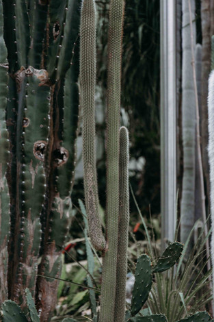 Sheffield wedding photographer botanical gardens Victoria Greensmith54.jpeg