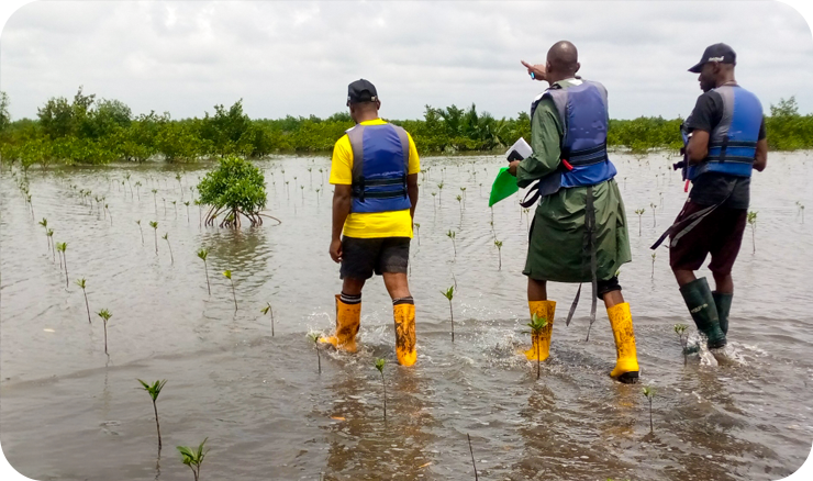 Das Projektteam und die Prüfer untersuchen stichprobenartig Mangrovenflächen im Rahmen des Verra- Verifizierungsprozesses. © First Climate