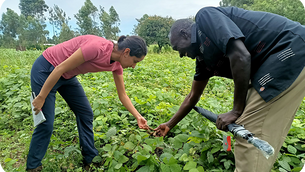 Das Western Kenya Soil Carbon Project im Fokus: Maisanbau und Klimaschutz