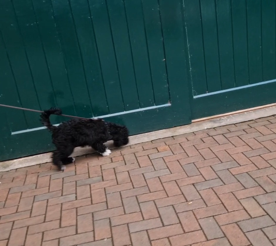 A young puppy sniffing the ground during its first mantrailing training session