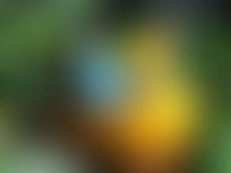 A Shamanic Qigong Experience with Sifu Francisco Mena