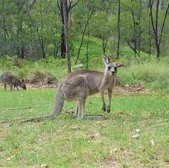 roos.jpg
