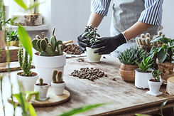 Growing Succulents Tips
