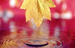 rosée automne
