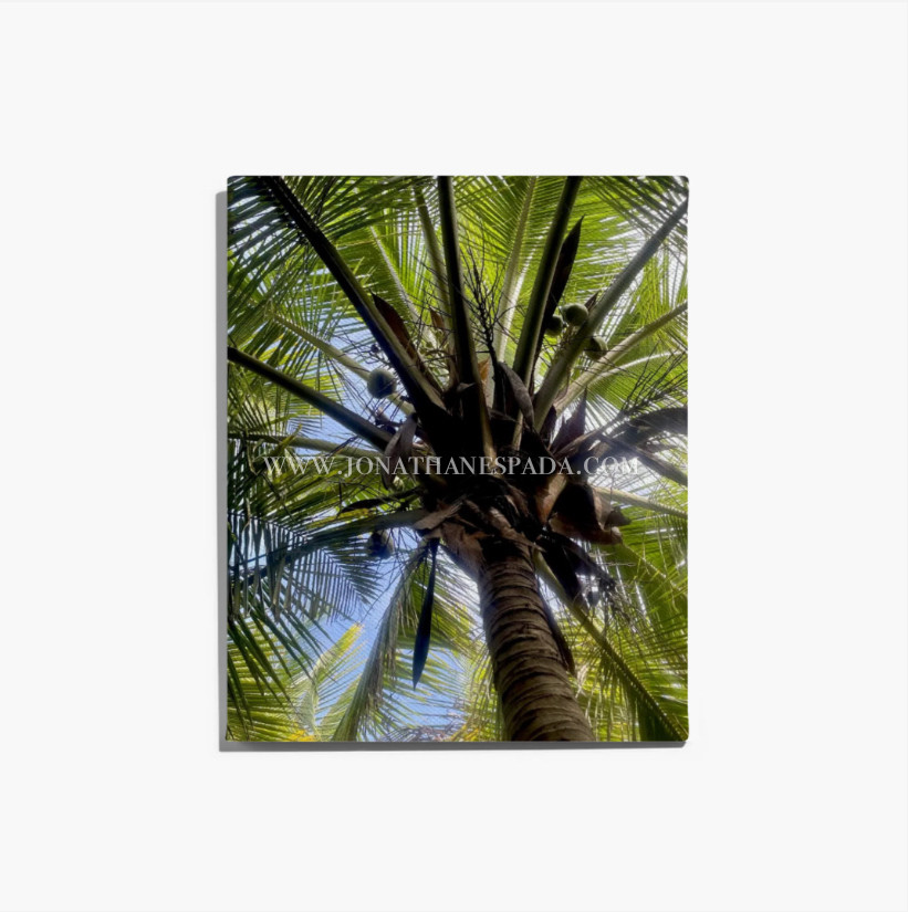 "La Palma de Coco" (Canvas or Photo print)