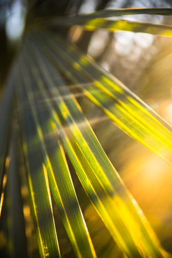 a detailed shot of palm tree leaves on Luquillo beach in Puerto Rico
