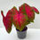 Thumbnail: Caladium Postman Joyner Caladium Mix Height 40cm  - Pot size -13cm